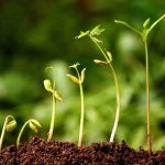 Organic Growth Strategies for Start-ups